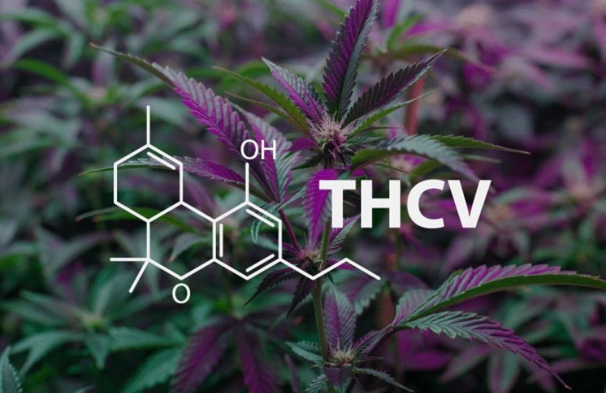 THCV : Un Guide Complet pour bien le comprendre