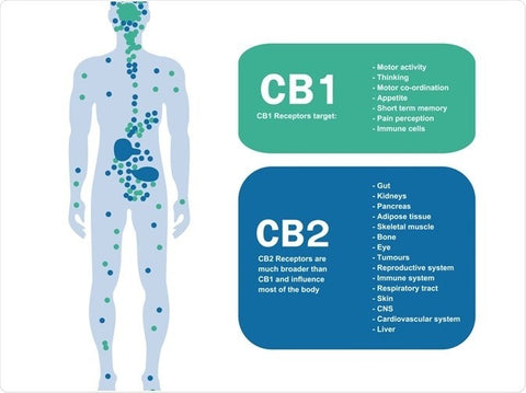 Récepteurs Cannabinoïdes CB1 et CB2