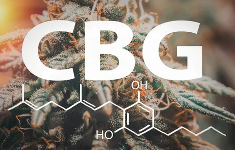 Une introduction au CBG : Le cannabinoïde moins connu mais tout aussi bénéfique