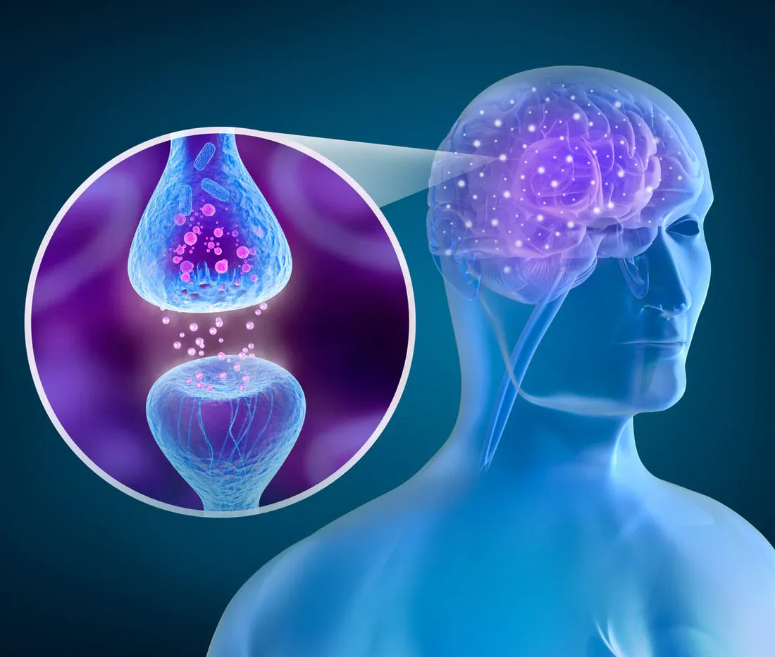 Les effets neuroprotecteurs du CBD : une analyse approfondie