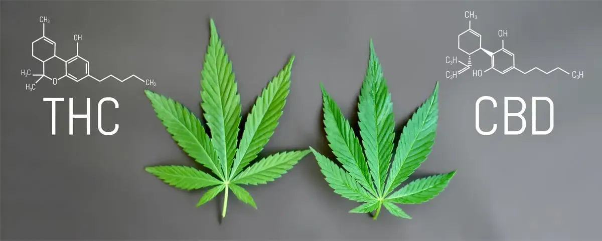 Qu'est-ce que le THC ?