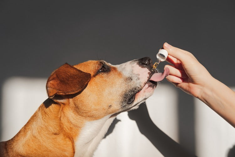 Huiles pour animaux